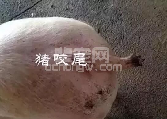 猪咬尾，错不在猪，也许是我们自己造成的......
