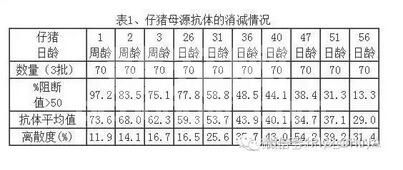 如何确定哺乳仔猪首次猪瘟疫苗的最佳时机？