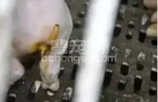 导致仔猪分泌性或营养性腹泻的原因是什么？