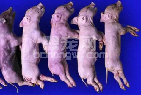弱仔常成为猪群中不可忽视的群体，其成因/对策综合分析