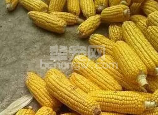 养猪能量饲料与原料的选购及应用注意事项