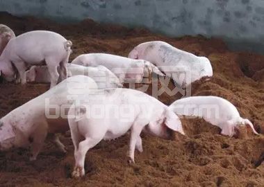 90%养殖户养猪不赚钱只因这几方面没做好，看看你哪个环节出错