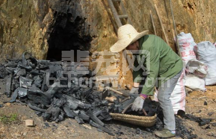 木炭巧用来养猪，解决问题不要钱！