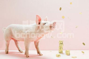 为什么美国养殖户的养猪技术可以赚到钱？而你却不行