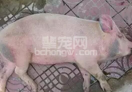 让猪起死回生的几大妙招？！