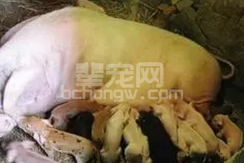 母猪子宫收缩无力的原因及解决措施