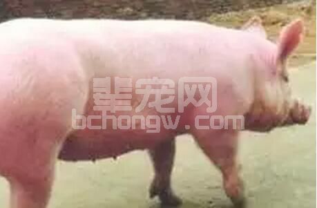 从外来品种初产母猪繁殖性能不理想的缺点谈母猪增产之道