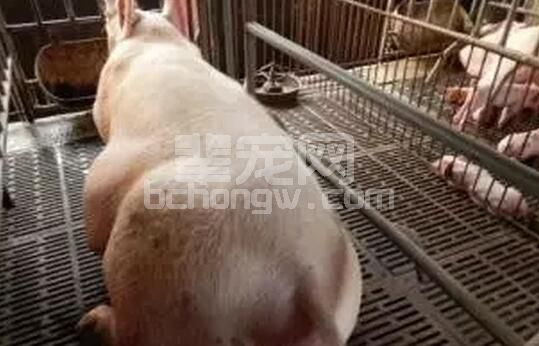 九步！只要九步，轻松搞定后备母猪管理