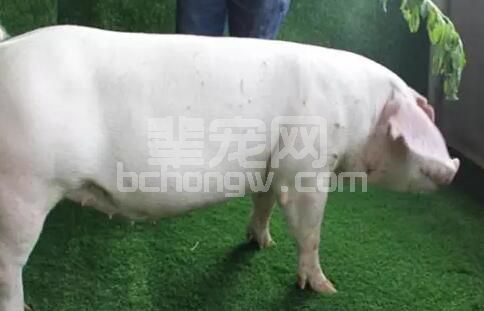 母猪的产后护理：母猪产后恶露怎么办？