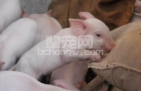 收藏！产房中仔猪应该怎样护理？