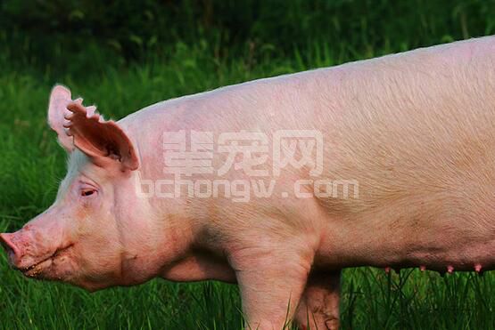 超全！母猪产后泌乳障碍综合征表现、原因分析及应对措施