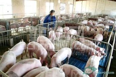 小规模养猪管理 圈舍环境独立很重要