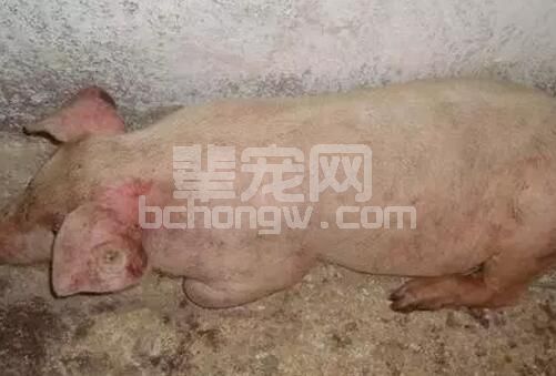 “七招”帮你解决猪场普遍存在的母猪产后瘫痪