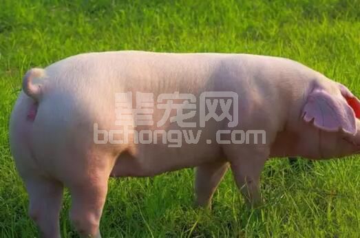 猪的产仔数和出生重决定着猪只质量，影响猪产仔数与出生重四大因素有哪些？