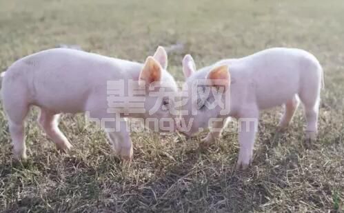 如何能让仔猪出生重大一些呢？介绍给你超实用的母猪攻胎技术！