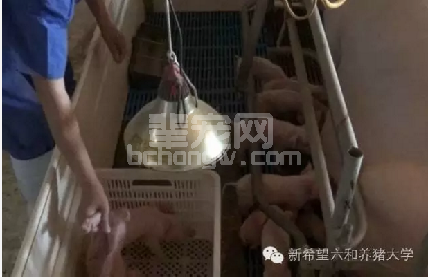 仔猪断尾六字诀！