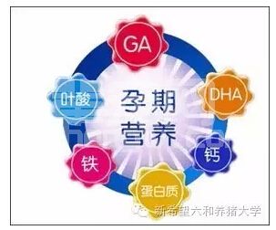 母猪咬仔猪，分分钟搞定！