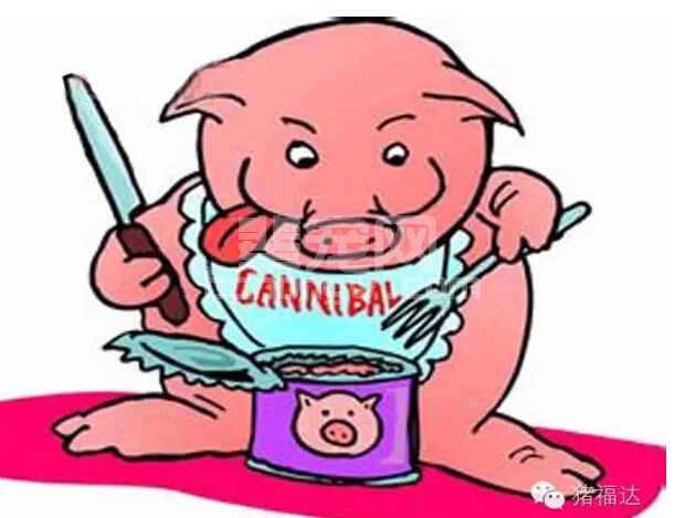 乳猪补料难！六招实用诱饲技巧提高保育猪成活率
