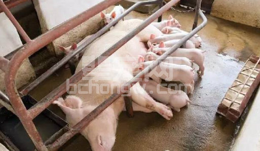 成功进行仔猪教槽料饲喂的3个策略