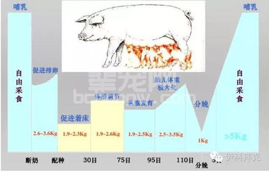 什么时候要限饲？什么时候又要攻胎？共享母猪七个阶段饲养管理