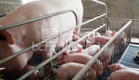 母猪拒绝给仔猪哺乳的原因和对策