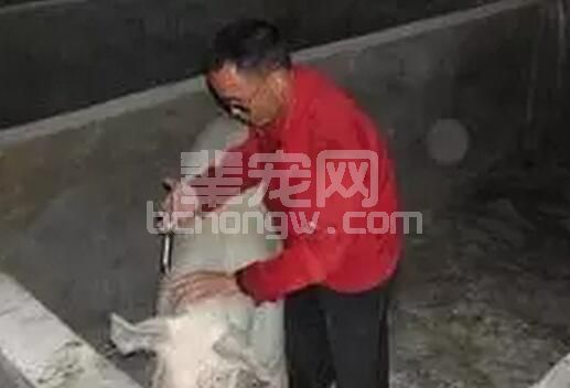 热点点评～母猪打针小窍门儿