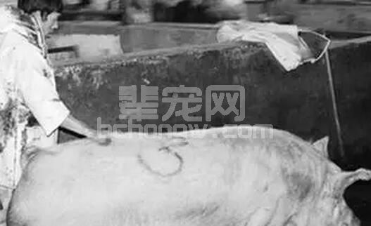 母猪产后护理需谨慎，光打消炎针绝对不够，产后三天这个针到底该怎么打呢？