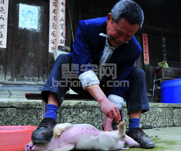 阉割十大禁忌，记住能救猪命！