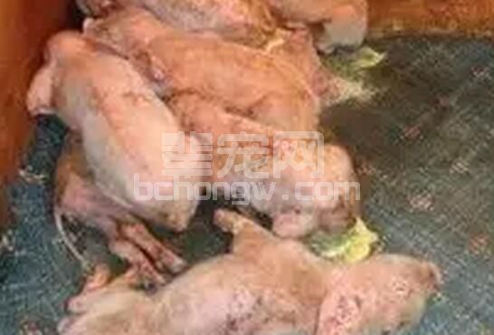 产房仔猪腹泻，是一个常见问题。这个问题说大不大，可是说小也不小！