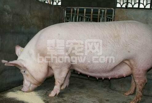 母猪产后1-5天是最关键的时期，此时期饲养管理您做对了吗？