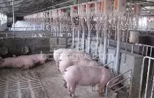 高温高湿的夏季，我们如何防治母猪厌食综合征？