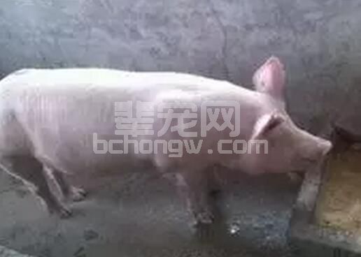 母猪不吃食原因多，这几个方面来解决！