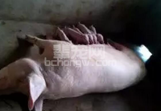 母猪在产后3～7天,体温多会上升到35～41℃，究其原因及治疗措施