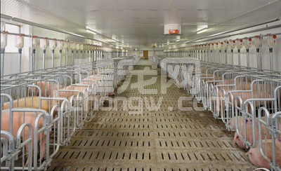无公害猪猪舍建设和饲养要点