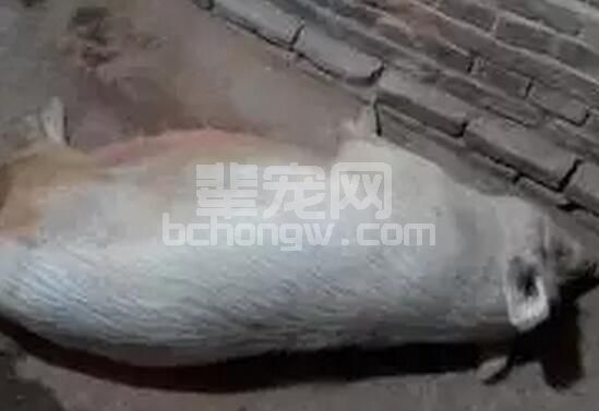 如果临产母猪破羊水但半天都没有产猪，怎么办？谈谈我的处理思路...