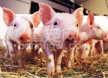 多年养猪实践中摸索的一些经验 分享给你