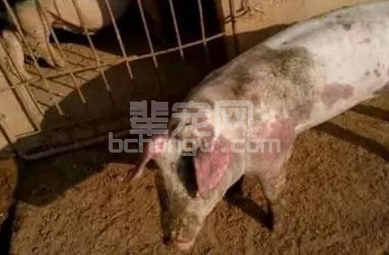 养猪闹病不可避免，我们都需要了解、明白、知道的药效学基本知识