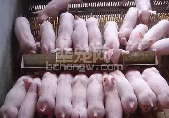 学会这6招诱饲技巧，从此告别补料难