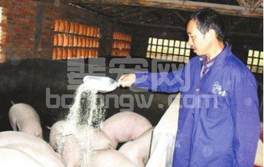 所谓的合同是养猪什么形式？优点及缺点简单介绍
