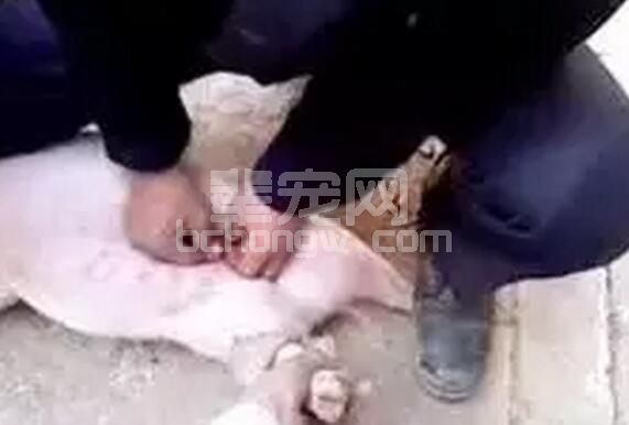 阉割本身对猪是个很大的刺激，什么情况下不允许进行阉割？10禁忌要牢记！