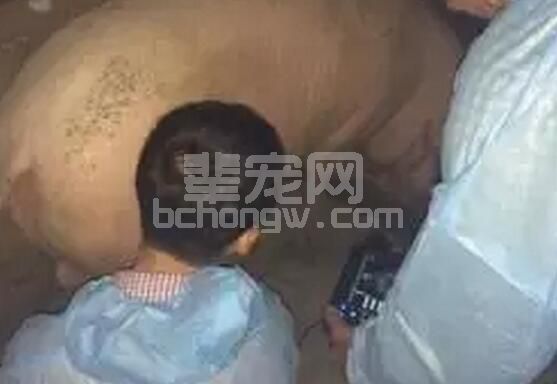 你懂得如何运用B超检测母猪妊娠吗？一起来学学吧......