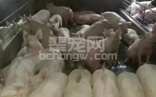 500头母猪以上大中型规模猪场特点及现场健康管理实施步骤