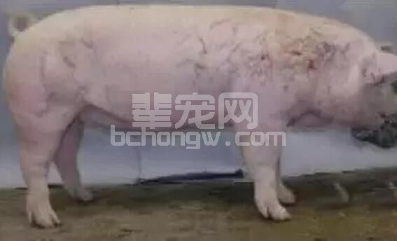 夏季如何有效让种猪安全渡过“不育期”？