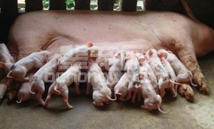 浅谈母猪产后无乳症的治疗方法