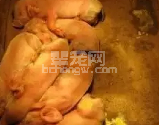 仔猪腹泻需要对症下药！不然真的很难治好