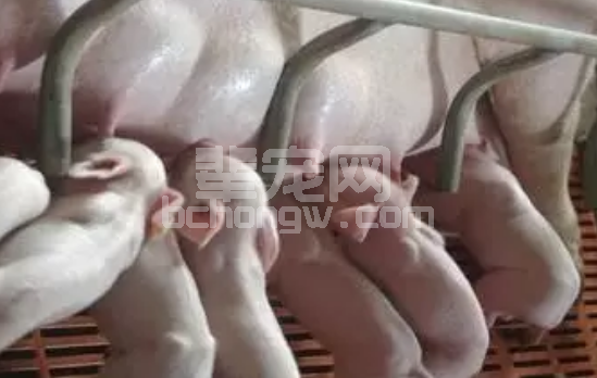 营养专家支招—让仔猪舒适渡过断奶阶段