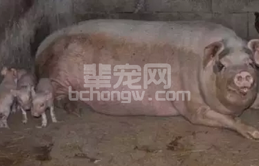 知道您的母猪为什么生的少吗？试述妨碍母猪受胎率低的原因及解决方法