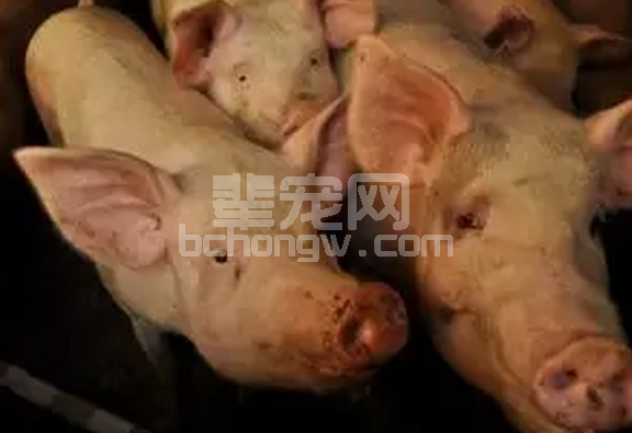 母猪产程“延迟“”“滞产”怎么办？您应该这样处理！
