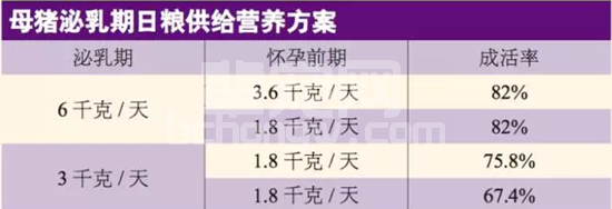猪老板应该从哪些方面去防止哺乳期的母猪掉膘呢？