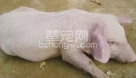 转季时节，天气忽冷忽热，昼夜温差较大，小猪倒地的原因及防治措施！